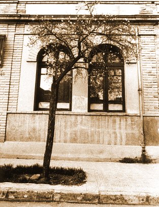 Fotograf�a original de Juan Luis Pinedo. Acacia frente a las ventanas. Barrio Bellavista en Santiago de Chile